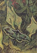 Vincent Van Gogh Death's-Head Moth (nn04) Spain oil painting artist